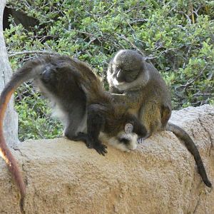 Cross species grooming