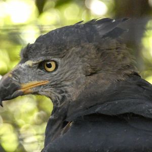 African crowned eagle