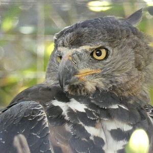 African crowned eagle