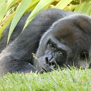 Western lowland gorilla