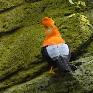 Andean cock-of-the-rock