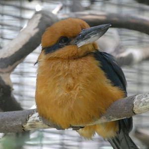 Guam kingfisher