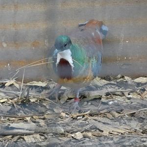 Mindanao bleeding-heart