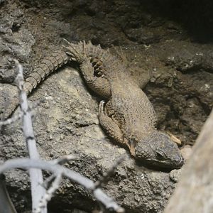 Gorongosa girdled lizard