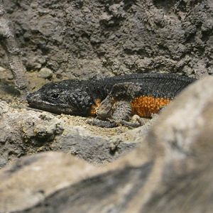 Gorongosa girdled lizard