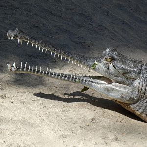 Gharial