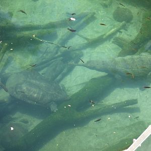 Indian Narrow-Headed Softshell Turtle and gharial