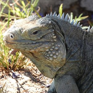 Cayman blue iguana