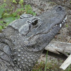 Chinese alligator