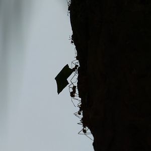 Leafcutter ants