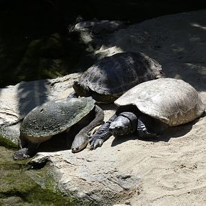 Freshwater turtles