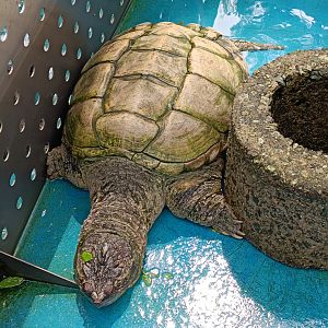 Common Snapping turtle