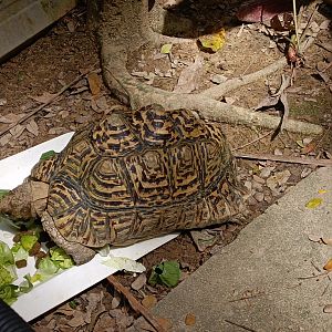 Leopard Tortoise