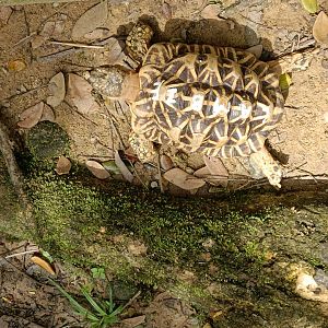 Indian Star Tortoise