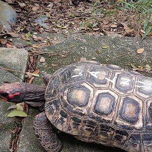 Red footed tortoise