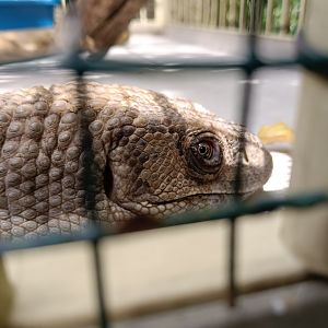 Savannah monitor