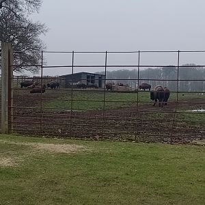 Bison herd