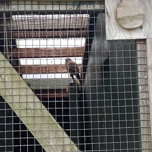 Common kestrel