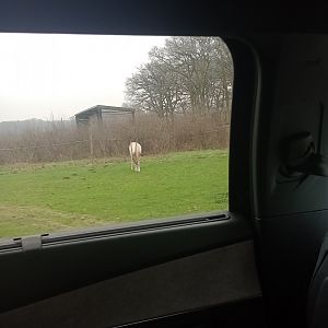 Scimitar-horned oryx