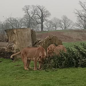 'Fighting Over Christmas'