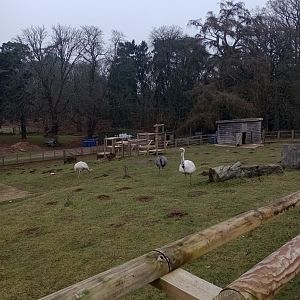 Albino rheas!