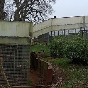 White-belted ruffed lemurs