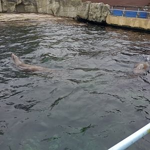 Californian sea lions