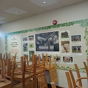 Asian elephant board in cafe