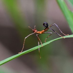 Spiny Leaf Insect / Macleay's Spectre