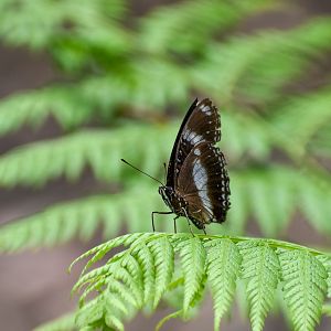 Varied Eggfly