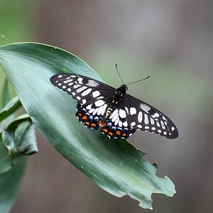 Dainty Swallowtail
