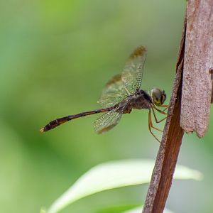 Short-tailed Duskdarter