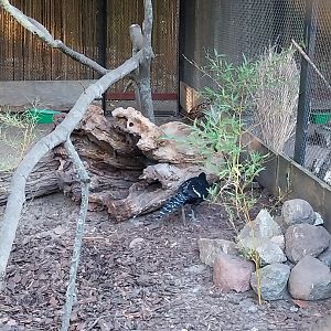 Pheasantry - Mikado Pheasant (Syrmaticus mikado)