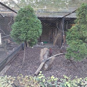 Pheasantry - Temminck Tragopan (Tragopan temminckii)