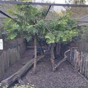 Pheasantry - Blue Eared-Pheasant (Crossoptilon auritum)