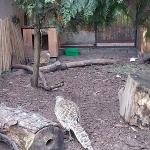 Pheasantry - Cheer Pheasant (Catreus wallichii)