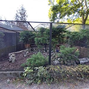 Pheasantry - Himalayan Monal (Lophophorus impejanus)