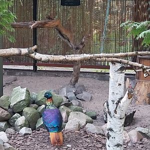 Pheasantry - Himalayan Monal (Lophophorus impejanus)