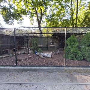 Pheasantry - Indian Peafowl (Pavo cristatus)