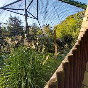 Fishing Cat (Prionailurus viverrinus)