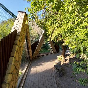 Fishing Cat (Prionailurus viverrinus)