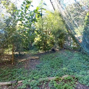 Fishing Cat (Prionailurus viverrinus)