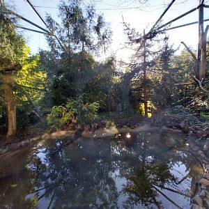 Fishing Cat (Prionailurus viverrinus)