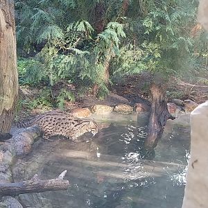Fishing Cat (Prionailurus viverrinus)