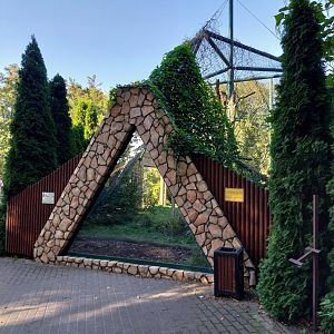 Carpathian Lynx (Lynx lynx carpathicus)