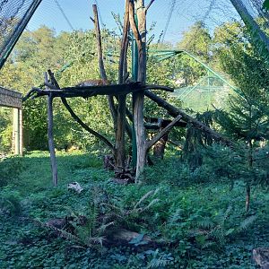 Carpathian Lynx (Lynx lynx carpathicus)