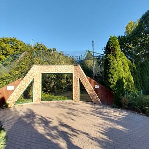 Carpathian Lynx (Lynx lynx carpathicus)