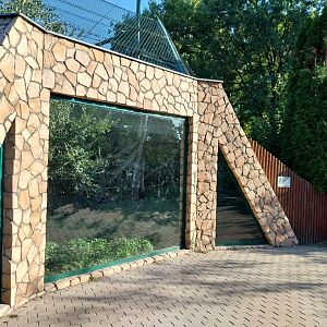 Asiatic Black Bear (Ursus thibetanus)