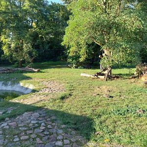 Asiatic Black Bear (Ursus thibetanus)