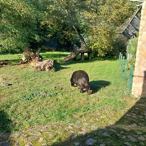 Asiatic Black Bear (Ursus thibetanus)
